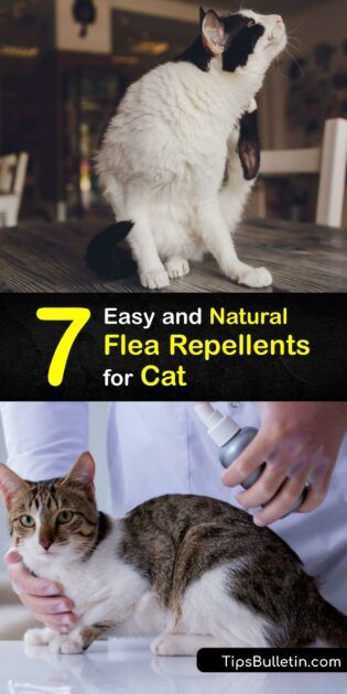 Organic Cat Flea Remedies - DIY Flea Repellents for Cats Natural Flea And Tick Repellant For Cats, At Home Flea Remedy For Cats, Fleas Remedies For Cats, Apple Cider Vinegar For Cats, Natural Cat Repellent Indoor, Natural Flea Spray For House Cats, How To Treat Fleas On Cats, Diy Flea Spray For Cats, How To Get Ride Of Fleas In House Home