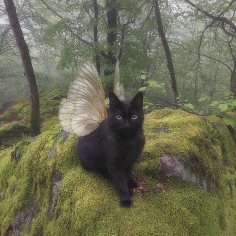 Dark Fairy Core, Faerie Core, Fairy Cat, Balance Life, Fairy Grunge Aesthetic, Dark Fairycore, Fairycore Grunge, Fairycore Aesthetic, Fairy Aesthetic