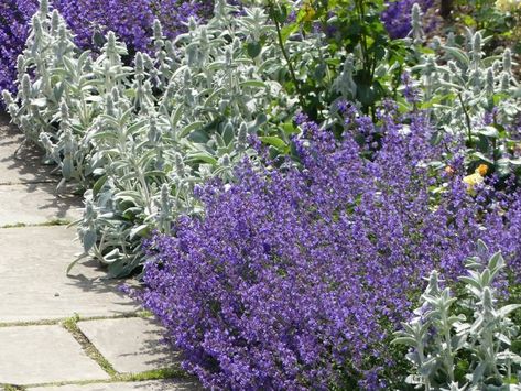 Nepeta: The Perfectly Behaved Perennial Catmint Plant, Plant Companions, Deer Resistant Plants, Design Career, Lasting Love, A Deer, Lavender Blue, Front Garden, Love Affair