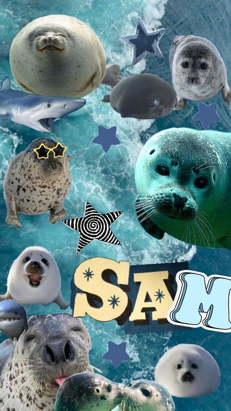 Taking requests! #seals #sharks #lgbt #wallpaper #asthetic Seal Wallpaper, Lgbt Wallpaper, Shark Wallpaper, Cute Seals, A Seal, Pokemon Eevee, Cute Wild Animals, Iphone Background Wallpaper, I Wallpaper