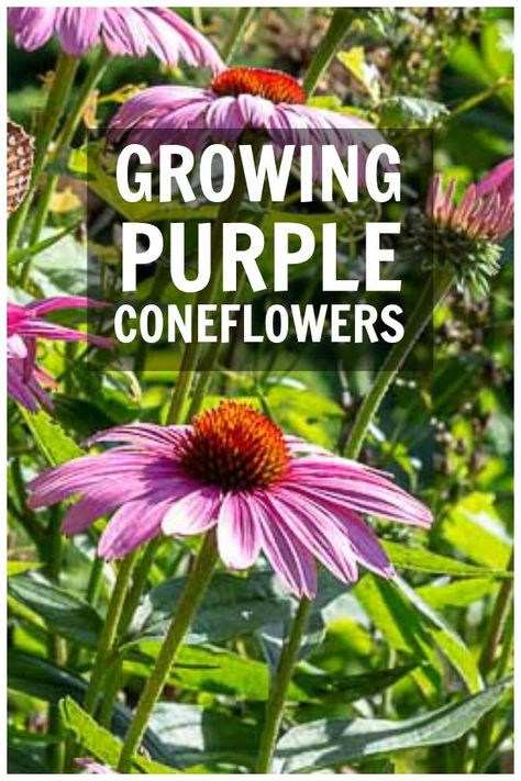 Monarch Habitat, Micro Prairie, Echinacea Pallida, Perennial Garden Design, Garden Front Of House, Easy Perennials, Purple Coneflower, Beginner Gardening, Habitat Garden