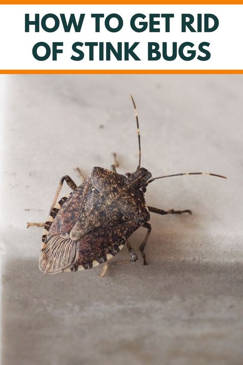 Identify stink bug infestations early and control them effectively with our comprehensive guide. Tips on detection, prevention, and management to keep your home and garden pest-free. #PestControlGuide #StinkBugInfestation #GardenCare Stink Bug Repellent Essential Oils, Get Rid Of Stink Bugs In The House, Stink Bugs How To Get Rid Of In Home, How To Get Rid Of Stink Bugs In House, Stink Bugs How To Get Rid Of, Stink Bugs In House, Stink Bug Spray, Stink Bug Repellent, Stink Bug