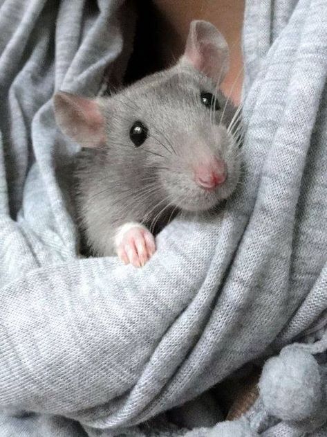 Rat Unity | Facebook Rattus Rattus, Dumbo Rat, Baby Rats, Funny Rats, Rat Cage, Fancy Rat, Peter Pettigrew, Cute Rats, A Rat