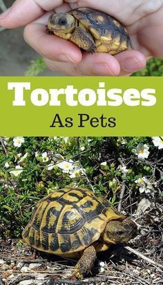 tortoises-as-pets Tortoise Care Tips, Turtle Cage, Turtle Pets, Pet Tortoise, Russian Tortoise Diet, Tortoise Food, Tortoise House, Tortoise Enclosure, Leopard Tortoise