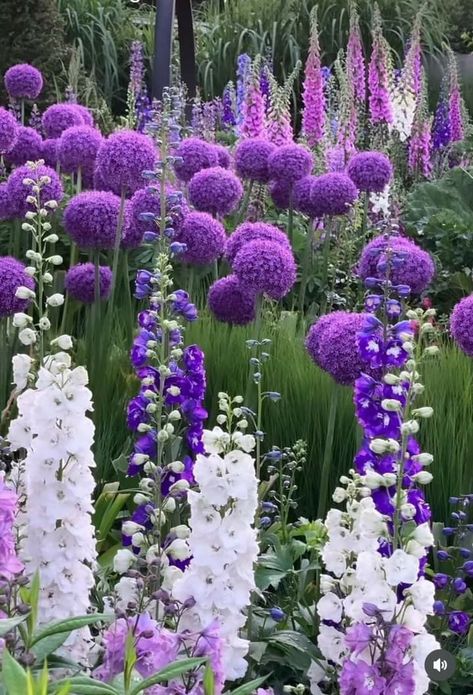 Purple And White Landscaping, English Garden Flowers, Allium Flowers Landscaping, White And Purple Garden, Border Planting Ideas, Modern Flower Garden, Perennial Garden Ideas, Allium Garden, Back Garden Design