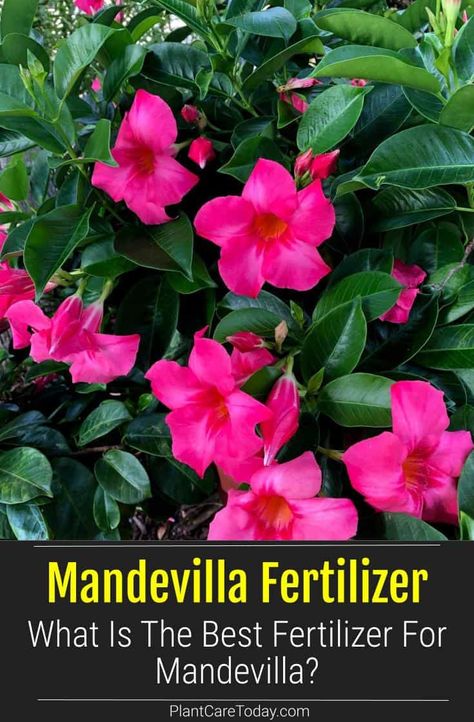 Mandevilla Planter Ideas, Mandeville Vine, Mandeville Plant, Mandevilla Trellis, Mandevilla Plant, Container Arrangements, Mandevilla Vine, Trellis Diy, Plants Vines