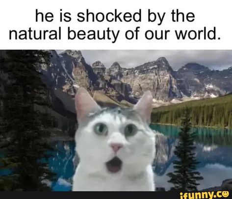 The Indomitable Human Spirit, Indomitable Human Spirit, Human Spirit, Memes Br, Cat Boarding, Wholesome Memes, Silly Cats, The Natural, Images Gif