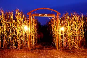 Corn Field Halloween Decorations, Scary Farm Halloween Decorations, Corn Maze Entrance, Corn Maze At Night, Haunted Corn Maze Aesthetic, Haunted Farm Aesthetic, Pumpkin Patch At Night, Halloween Corn Maze, Pumpkin Patch Halloween Decorations