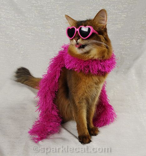 Sometimes I confuse glam with sassy! More crazy outtakes in my blog post. Cats Good Morning, Cats Gif, Cats Family, Calendar Photo, Cat Advice, Therapy Cat, Cat Summer, Sassy Cat, Cat Hug