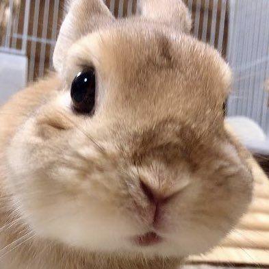 (๑ᵔ⤙ᵔ๑) Cute Bunny Pictures, Get Lucky, Bunny Pictures, Pet Bunny, Silly Animals, Fluffy Animals, Cute Little Things, Baby Bunnies