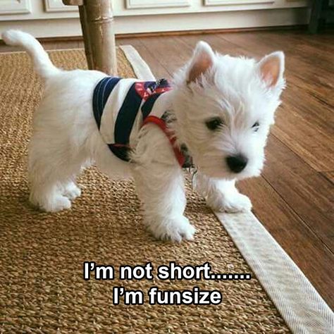 Westie Puppies, Westie Dogs, Cutest Animals, West Highland White Terrier, White Dog, Cane Corso, Cute Animal Pictures, Baby Dogs, A Chair