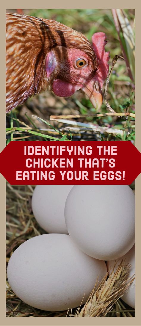 Backyard Chicken Eggs, Chicken Egg Problems, Chicken Eggs Problems, Chicken Coups, Chicken Raising, Backyard Birds Sanctuary, Chicken Care, Chicken Keeping, Diy Chicken Coop Plans