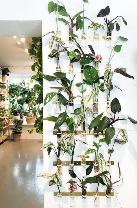 Propagation Wall, Hanging Indoor Plants, Plant Display Ideas, Indoor Plant Wall, Propagation Station, Hanging Plant Wall, Living Room Plants, Hanging Plants Indoor, Plant Display