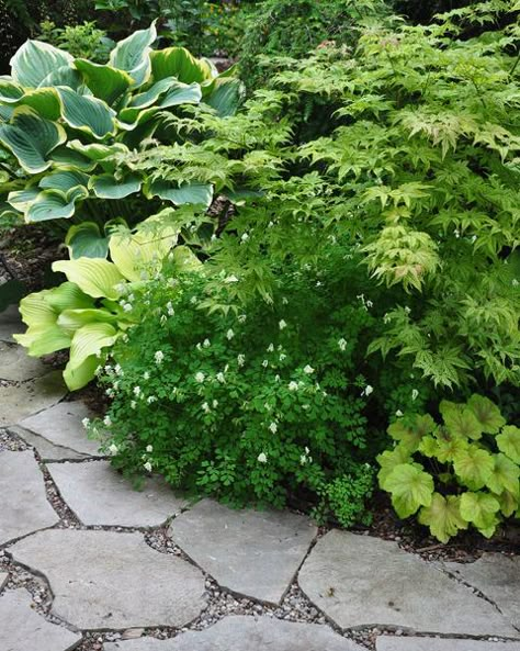 another example of a beautiful shade garden, flowers, gardening, outdoor living, Planting Combination On the top left is Hosta Sagae Below it is lime colored Hosta Blaze of Glory With tiny white flowers in the centre is Corydallis ochroleuca See the blog post for more info Planting Combinations, Garden Shade, Shade Garden Design, Shade Shrubs, Garden Container, Shade Garden Plants, Hosta Gardens, Tiny White Flowers, Garden Shrubs