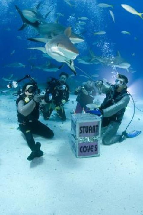 A shark feeding dive in Nassau, Bahamas. I have seen many sharks on my dives but have never done a shark feeding dive. Not sure I would want to either. Have you done one? Wall Shark, Bahama Cruise, Diving With Sharks, Scuba Diving Quotes, Types Of Sharks, Dive Resort, Shark Diving, Reef Shark, Dive Shop