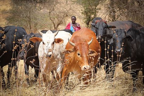 Cattle herding Food Forest, Start Ups, Organic Farming, East Africa, Ethiopia, Uganda, Kenya, Farmer, Egypt