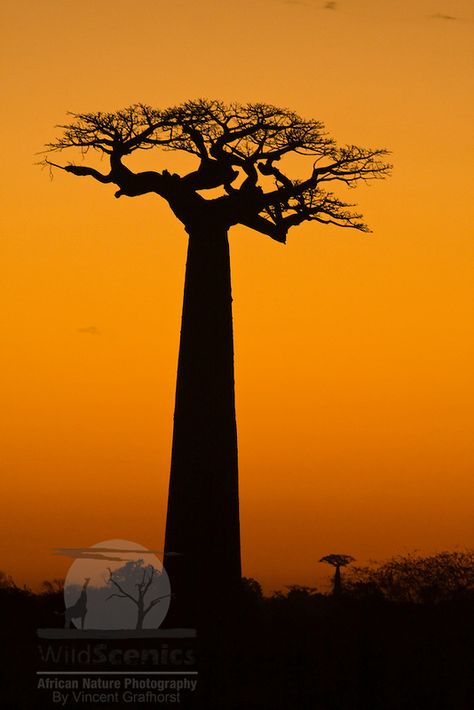 Silhouette of a grandidier's baobab at dusk African Trees, African Tree, Baobab Tree, Wild Animals Pictures, Beautiful Landscape Photography, Unique Trees, Amazing Sunsets, Matte Painting, Tree Silhouette