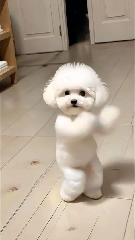 Funny Pets Videos, Funny Pets Pictures, Animal Dance, Anjing Poodle, Cute Dog Videos, Funny Animals Videos, Funny Animal Clips, Funny Pet Videos, Dancing Animals