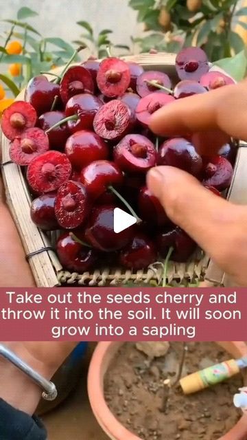 The Rooted Flora | Garden | Plant on Instagram: "Good tips for growing cherry trees #backyardgardening #gardeninglife #vegetablegardening #vegetablegarden #gardeningtips #gardeninglove #organicgardening #gardensofinstagram #gardenideas #urbangardening #gardeningistherapy #gardeninggoals #homegardening #gardeninspiration #lovegardening #gardeningisfun #countrygarden #gardeningmakemehappy #veggiegarden #viral #nature #naturephotography" Growing Cherry Trees, Cherry Plant, Flora Garden, Cherry Trees, Fertilizer For Plants, Vegetable Gardening, Planting Vegetables, Planting Seeds, May 11