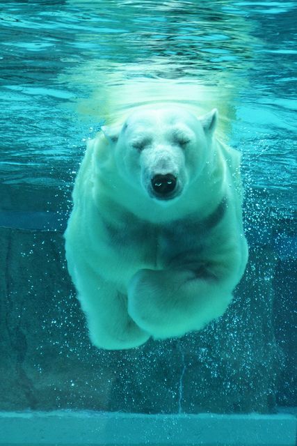 Bear Spirit, Under The Water, Rm Namjoon, Polar Bears, Backstreet Boys, Animal Planet, Animal Photo, Sea Animals, 귀여운 동물