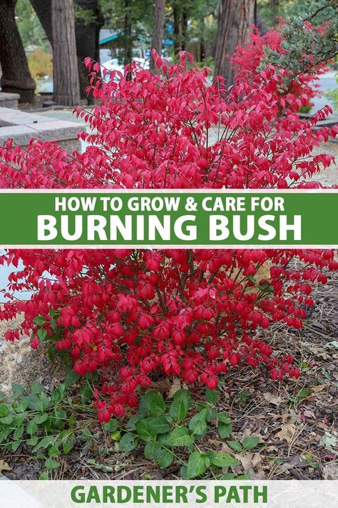 A close up vertical image of a small burning bush shrub growing in a garden border with trees in soft focus in the background. To the center and bottom of the frame is green and white printed text. Burning Bush Plant, Burning Bush Shrub, Fall Landscapes, Green Backyard, Bush Plant, Burning Bush, Front Landscaping, Yard Care, Starting A Garden