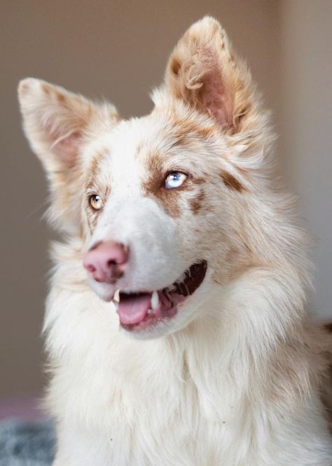 Pretty Dog Breeds, Blue Eye Dog, Red Merle Border Collie, Blue Merle Border Collie, Koolie Dog, Merle Border Collie, Blue Eyed Dog, Rare Dog Breeds, Beautiful Dog Breeds