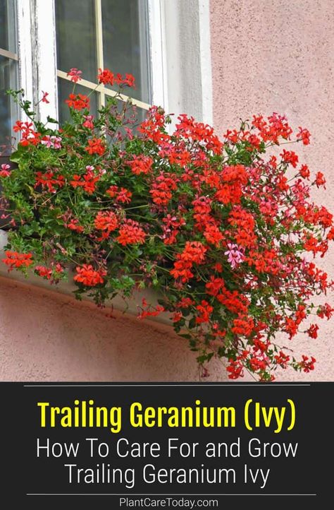 Trailing geranium is a versatile and easy to grow plant. It is also known as creeping geranium or ivy geranium. Learn how to care for trailing geranium ivy here. Ivy Geraniums In Pots, Geranium Planter Ideas, Trailing Geraniums, Geraniums In Pots, Geranium Planters, Sunroom Garden, Growing Geraniums, Geranium Care, Ivy Geraniums