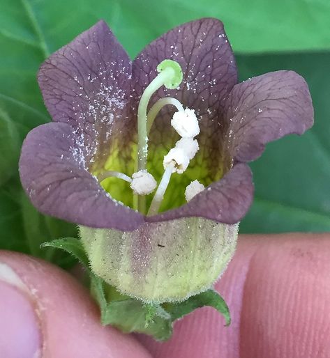 Toxic Flowers, Belladonna Flower, Nightshade Flower, Nightshade Plant, Poison Garden, Howleen Wolf, Goth Garden, Plant Study, Gothic Garden