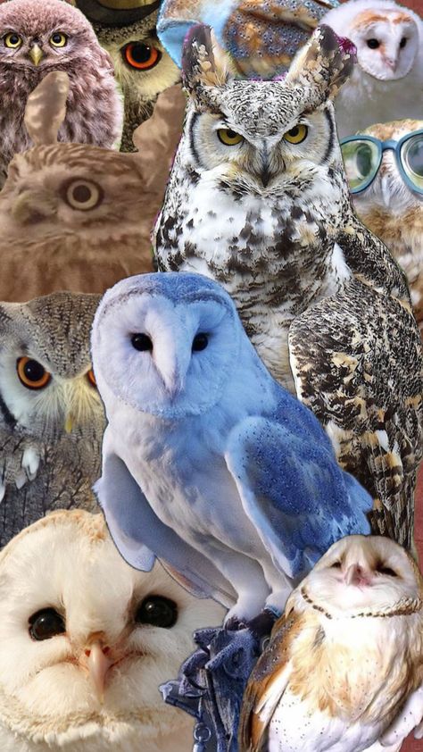 #owls Owl Collage, Create Collage, Creative Play, Your Aesthetic, Connect With People, Creative Energy, Owls, Energy, Collage