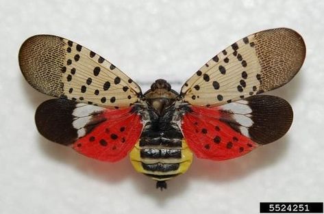 Spotted lanternfly, menace to crops, confirmed in Maryland Spotted Lanternfly, Lantern Fly, Painting Symbols, All About Butterflies, Flying Lantern, About Butterflies, Bug Art, Moths And Butterflies, Beautiful Bugs