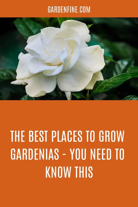 Gardenia Tree Landscaping, Gardenias In Pots, Gardenia Tree In Pot, Gardenia Landscaping Ideas, Landscaping With Gardenias, Gardenia Potted Plants, Gardenia Plant Pots, Gardenia Plant Care, Gardenia Plant Landscapes