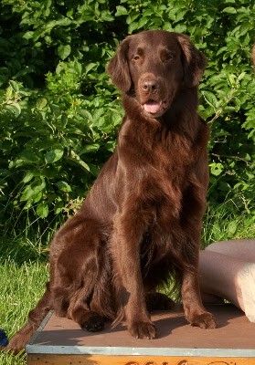 Brown Labrador, Flat Coated Retriever, Pretty Dogs, Different Dogs, Brown Flats, Brown Dog, Cute Animal Pictures, Service Dogs, Animals Beautiful