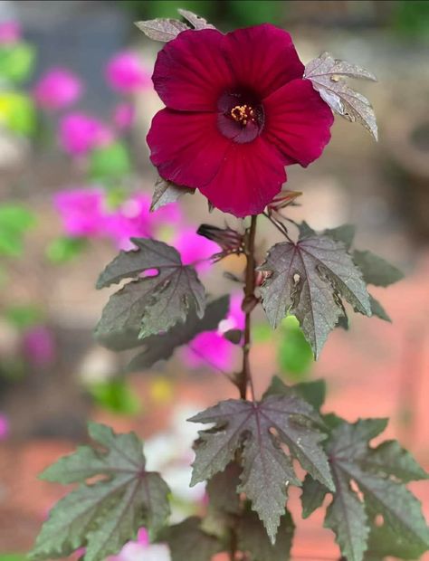 Hibiscus Acetosella, Cranberry Hibiscus, Plant Lady, Hibiscus, Cranberry, Yard, Plants