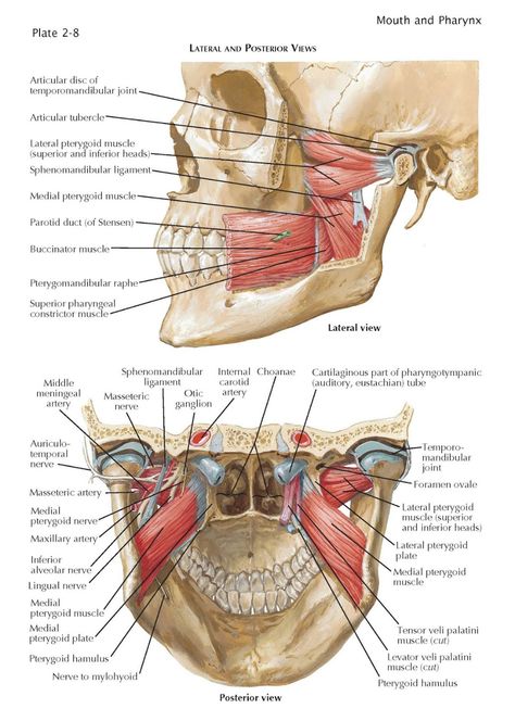 pediagenosis Hyoid Bone, Orofacial Myofunctional Therapy, Myofunctional Therapy, Anatomy Images, Craniosacral Therapy, Dental Hygiene School, Facial Nerve, Dental Anatomy, Basic Anatomy And Physiology