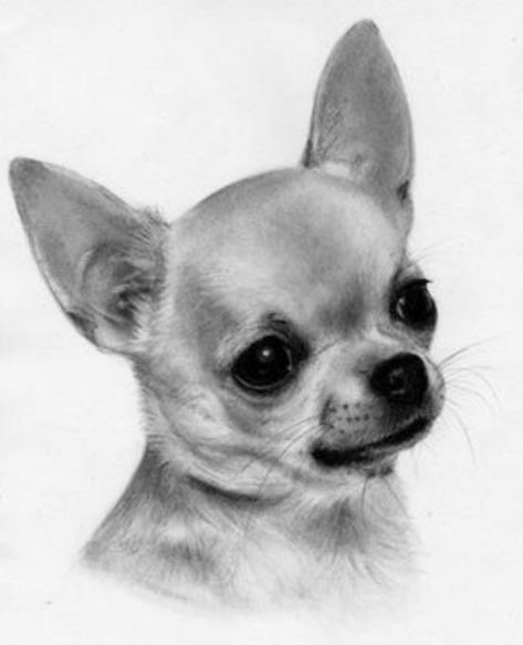 Chihuahua Painting, Chihuahua Drawing, Chihuahua Tattoo, Chihuahua Art, Pencil Drawings Of Animals, Dog Sketch, 강아지 그림, Chihuahua Lover, Cute Chihuahua