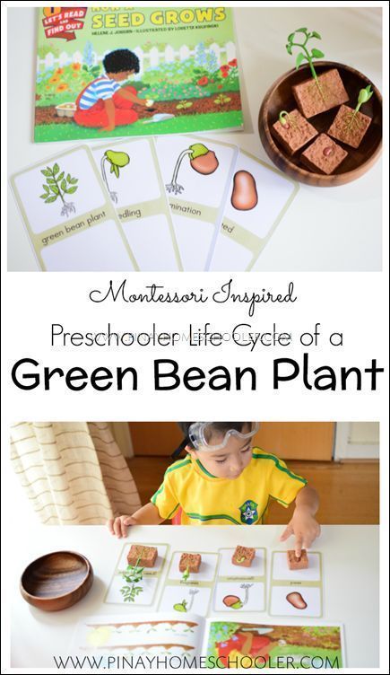 Activities on life cycle of a green bean plant Green Bean Plant, Teaching Garden, Plants Life Cycle Activities, Montessori Botany, Cycle For Kids, Garden Unit, Montessori Science, Preschool Garden, Life Cycles Activities