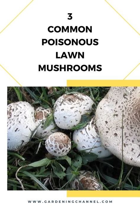 poisonous mushrooms in lawn with text overlay three common poisonous lawn mushrooms Mushrooms In Yard, Mushrooms Benefits, Chaga Mushroom Benefits, Destroying Angel, Puffball Mushroom, Edible Wild Mushrooms, Mushroom Guide, Mushroom Identification, Poisonous Mushrooms