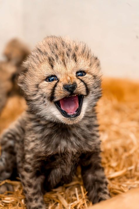 Cheetah Cub, Baby Cheetah, Cheetah Cubs, Baby Cheetahs, Baby Leopard, Cheetahs, Wild Cats, Baby Animals, Cute Animals