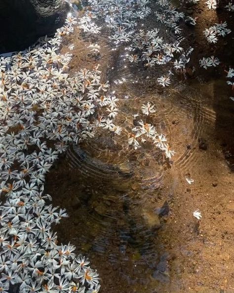 Imdad Barbhuyan on Instagram: "October morning 🌞 you wake up and step out, a rich fragrance fills the air, tiny white flowers lay scattered on the brown earth. This is a memory I hold close to my heart. Night Jasmine (known as Xewali in Assamese) are very delicate and absolutely gorgeous tiny little white flowers that bloom at night and by sunrise they are all on the ground. So you mostly get to appreciate them fallen, on the earth. I was obsessed with this flower as a child and i used to col Night Flowering Jasmine, Jasmine Garden, Fallen Flowers, Night Jasmine, Textiles Gcse, Cotton Dress Indian, October Morning, Little White Flowers, Flower Language