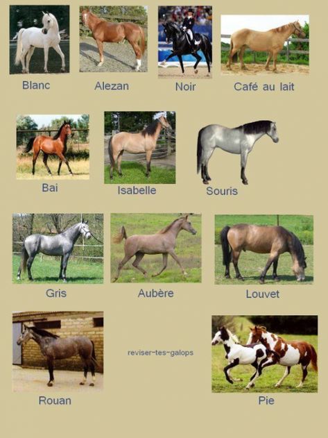 Horse Lessons, Horse Facts, Types Of Horses, Most Beautiful Horses, Horse Blankets, Equestrian Style, Horse Painting, Horse Tack, Horseback Riding