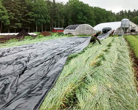 No Till Flower Bed, Cover Cropping, Amending Clay Soil, No Till Farming, How To Grow Vegetables, Crimson Clover, Food Forest Garden, Tunnel Greenhouse, Regenerative Farming