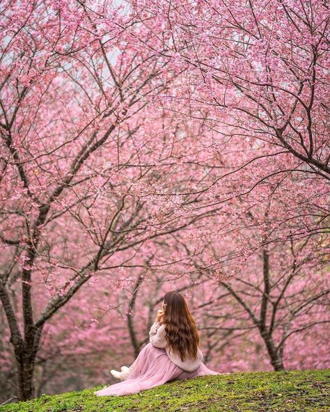 Jacaranda Photoshoot, Cherry Photoshoot, Long Shot Photography, Cherry Blossom Images, Cherry Blossom Pictures, Peach Blossom Flower, Trending Summer Nails, South Korea Photography, Cherry Blossom Girl