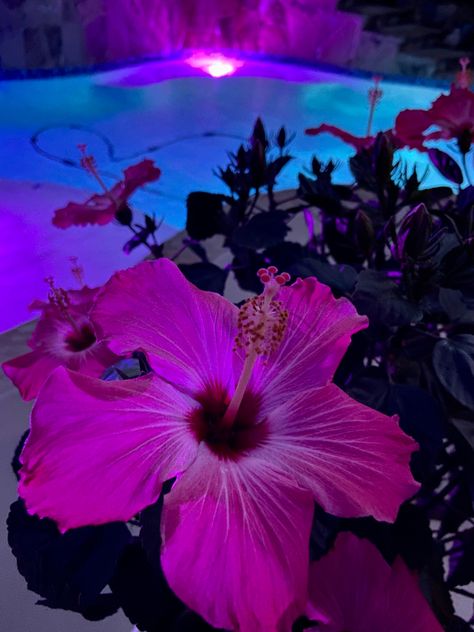 Purple Hibiscus Flower, Catching Flights, Purple Hibiscus, Beach At Night, Beach Night, Night Flowers, Ohana Means Family, Hawaiian Flowers, Favorite Flowers