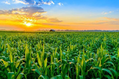 Corn Field Pictures, Agriculture Photography, Corn Crop, Corn Field, Field Wallpaper, Agricultural Science, Sustainable Agriculture, Ancient Origins, Morning Sunrise