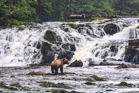 Alaska Road Trip, Tongass National Forest, Forest Camp, Best Campgrounds, Temperate Rainforest, Forest Road, Road Construction, Road Trip Planning, National Forest