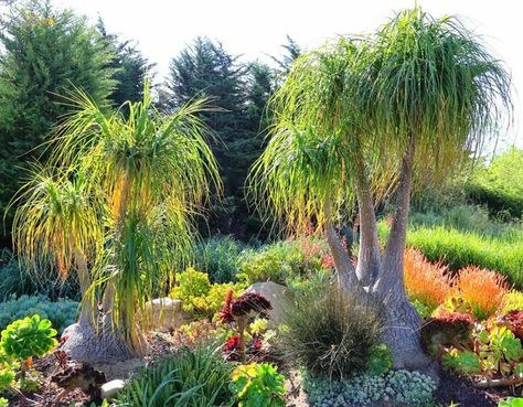 Beaucarnea recurvata (Ponytail Palm) Ponytail Palm Tree, Seaside Gardens, Beaucarnea Recurvata, Carpinteria California, Ponytail Palm, Seaside Garden, Fragrant Garden, Smart Garden, Pool Decor