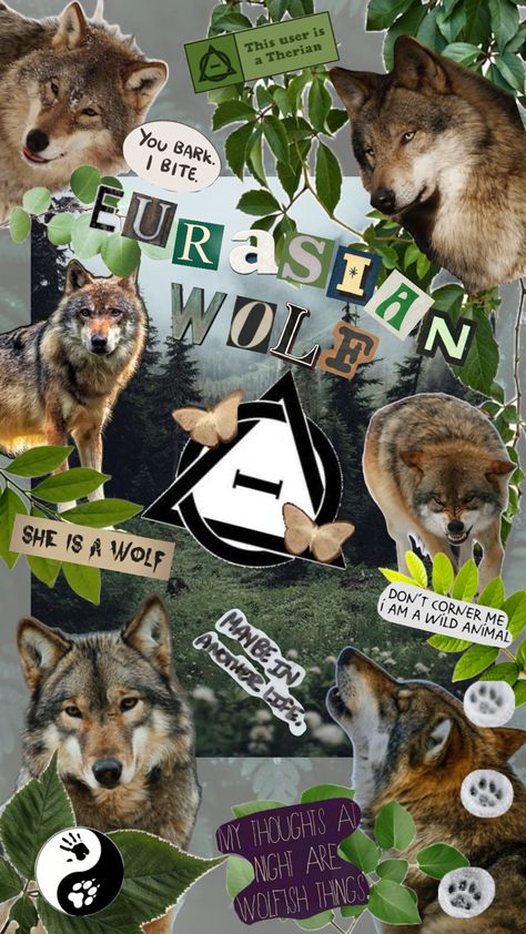 This is a collage I made for other eurasian wolf therians like me!!🍄✨🌿 #therian #therianthropy #therianthropyisntachoice #eurasianwolftherian #eurasianwolf #wolftherian #antizoo Eurasian Wolf, Wolf Therian, Spiderman Art Sketch, Wolf Stuff, Fox Pictures, Maybe In Another Life, Wolf Wallpaper, Cat Mask, Cute Black Cats