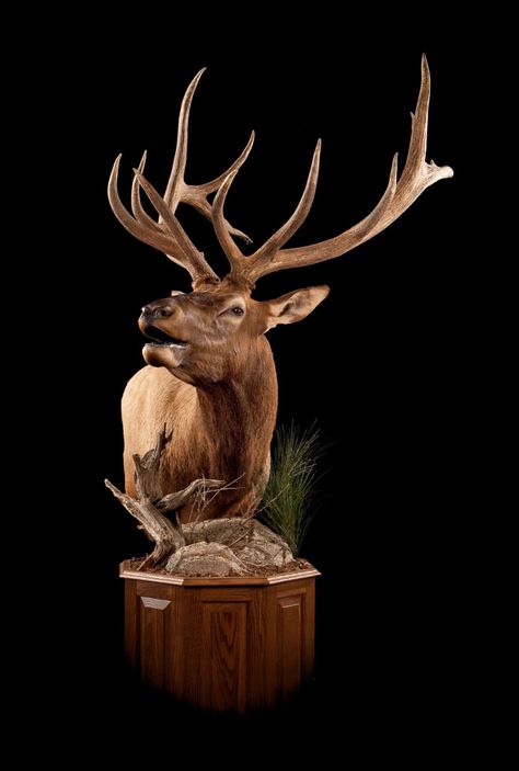 114 – Elk Elk Shoulder Mount, Elk Pedestal Mount, Elk Mount Ideas, Hunting Rooms, Elk Taxidermy, Elk Mount, Elk Pictures, Animal Mounts, Taxidermy Decor