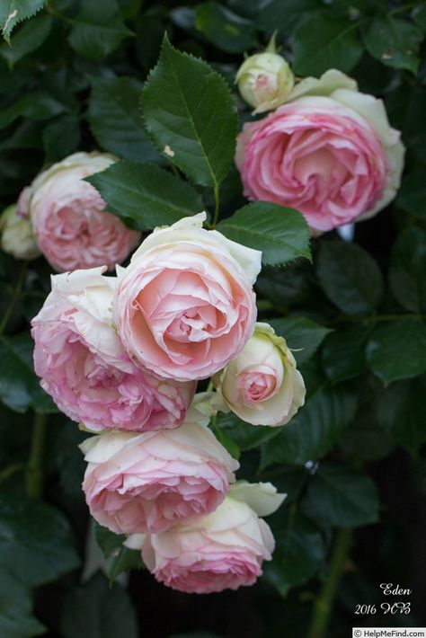 Rose Climbers, Pink Roses Garden, Old English Roses, Cottage Garden Roses, Eden Rose, Flower Background Images, Valley Of Flowers, Rose Photo, Rose Vase