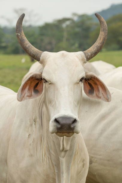 Long Horn Brahman Bull Long Horned Cow, Cow Horns Drawing, Brahman Cow Drawing, Anthro Bull, Brama Bull, Bull Reference, Bull Oc, Leucistic Animals, Cow Reference